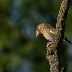 Redwell   27 05 2020   D500   Les 155.jpg